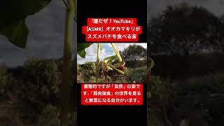 【ASMR】オオカマキリがスズメバチを食べる音 #咀嚼音 #昆虫 #asmr #交尾の音 #映像芸術 #音芸術 #自然教育 #虫 #日本の虫#虫の音