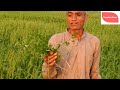 प्राकृतिक कृषि में गेंहू के बम्पर पैदावार की तकनीक wheat farming