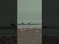 Burung gagang bayam di pulau tercemar sampah | Black-winged Stilt on a Shore Full of Trash