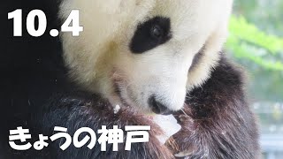 明日も健やかに過ごせるうよう願って🐼 きょうのタンタンの住む街、神戸🐼 Night Walk🐼 神戸散歩🐼 #2021年10月4日🐼