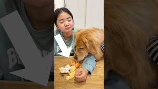 怒られる未来が見えた愛犬💦#goldenretriever #dog #箱入りクッキーはゴールデンレトリバー