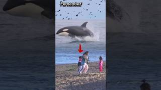 Terlihat Jelas Paus Orca Melompat Di Depan 3 Orang #viral #shorts