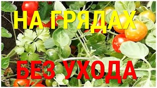 Помидоры Маленький Ручей — Tomato Small Stream Уникальный сорт для выращивания на грядах без ухода!