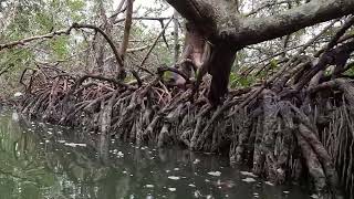 Ted Sperling Park Mangrove Tunnel 2