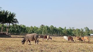 Ep1117 #วันหยุดมาเลี้ยงน้องวัวควายกับน้องกินเต็มที่ทุ่งนาหลังสวนจ้า #lovebuffalos #cows