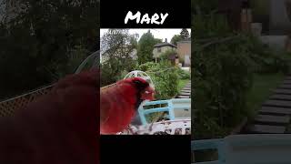 Mambo No. 5 but birds And I know the red cardinals are male. Leave me alone get a job. #birds #funny