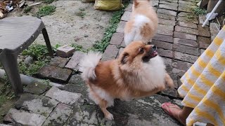 😔 দিদি তুই ঘরে চল এখানে থাকবো না #dog #doglover #dogvideo #dogvlog