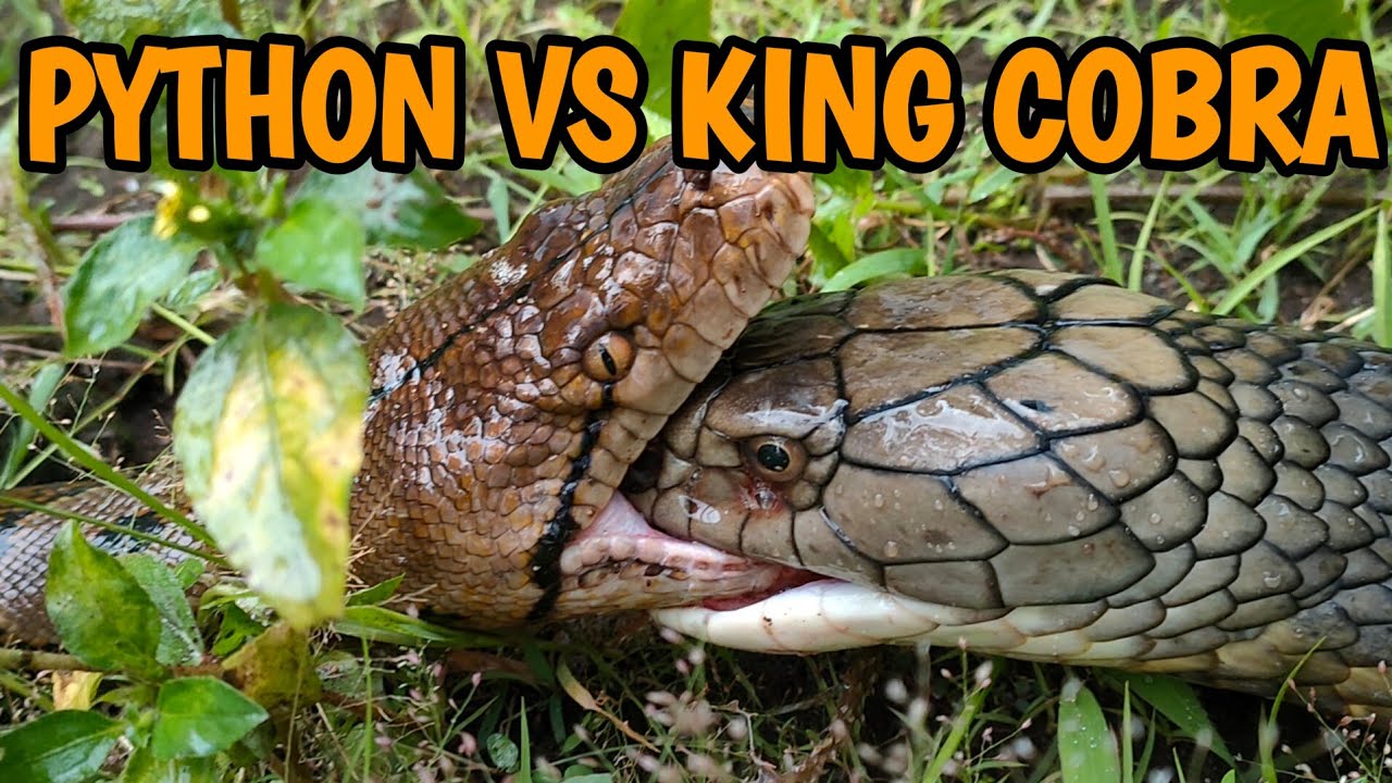 MENE64NGKAN‼️BERI MAKAN KING COBRA DI LUAR KANDANG - YouTube