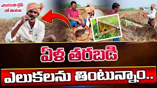 ఏళ్ల తరబడి ఎలుకలను తింటున్నాం.. | Eating Rats Only For Years | Machavaram | SumanTV Pulse