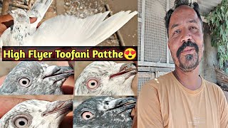 High Flyer Toofani Pigeons😍 | Kamagar,Teddy,Golden Kabootar