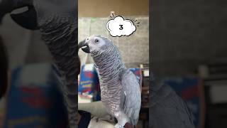 上手に数字数えられました #おしゃべりインコ #ヨウム #いんこ