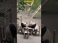 四喜丸子的双双自立门户了，麻将是打不成了，只能斗地主 animals 大熊猫 cute adorablepanda pandacub pandalife funny pets