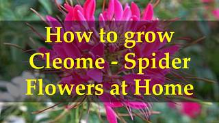 How to grow Cleome   Spider Flowers at Home