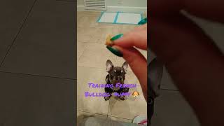 Training my French bulldog puppy how to sit for treats French Bulldogs are verysmart #frenchbulldog