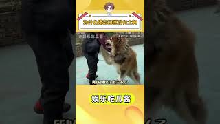 為什么潘宏園區沒有土狗%#潘宏愛玩狗 #中華田園犬 #狗 抖音小助手