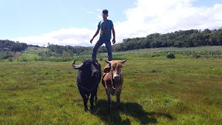 🐃BOI e BÚFALO adestrado de montaria🐂-👨‍🌾DOMA RACIONAL DE BOVINOs