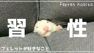 フェレットの習性（可愛い）ferret habits