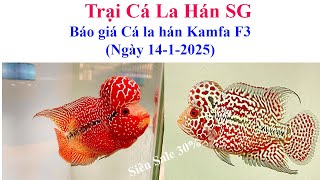 Báo giá cá la hán Kamfa F3 (ngày 14-1) - Trại Cá La Hán SG