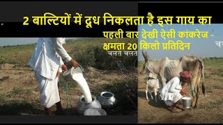 2 बाल्टियों में दूध निकलता है इस गाय का  | Live Milking  | 20 Kg  Kankrej Cow  | Breeding Cows