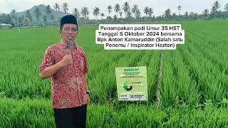 PENANAMAN PADI SAMPAI PANEN DENGAN TEKNOLOGI HastoN-Grow, HASILNYA SANGAT BAGUS