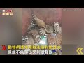 ctwant 生活趣聞 美國男打開路邊垃圾桶　驚見「浣熊家族聚會」看傻眼