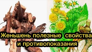 Женьшень полезные свойства и противопоказания