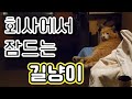 퇴근시간의 길냥이 가지의 모습