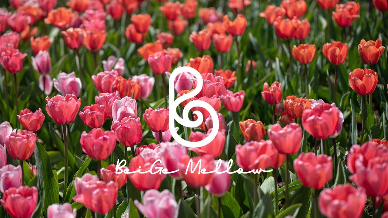 Spring Piano Music For The Flower Blooming Spring рџњ Youtube Music