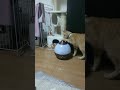 ★【２】猫と加湿器★初めて加湿器を見た猫の反応とは？？★輝猫★