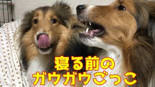 【シェルティ】寝る前のがうがうごっこ【甘えたい】