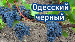 ОДЕССКИЙ ЧЕРНЫЙ (АЛИБЕРНЕ) - лучший винный сорт винограда для нашей местности