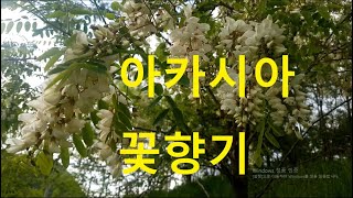 4K 아카시아 꽃향기를 맡으며(Smells like acacia flowers)