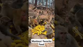 What the monkey loves to eat so much #monkeys #banana