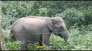 জলদাপাড়া জাতীয় পার্ক,হাতি।Elephant in Jaldapara National park