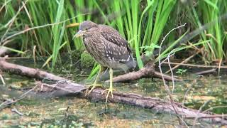 石神井公園三宝寺池　ゴイサギ