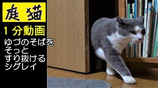 【庭猫】１分動画・ゆづのそばをそっとすり抜けるシグレイ