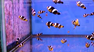 人工混種黑豹鞍背小丑Sebae Saddleback Anemonefish（Captive-Bred，Hybrid） use2K