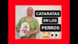 Cataracts in dogs.