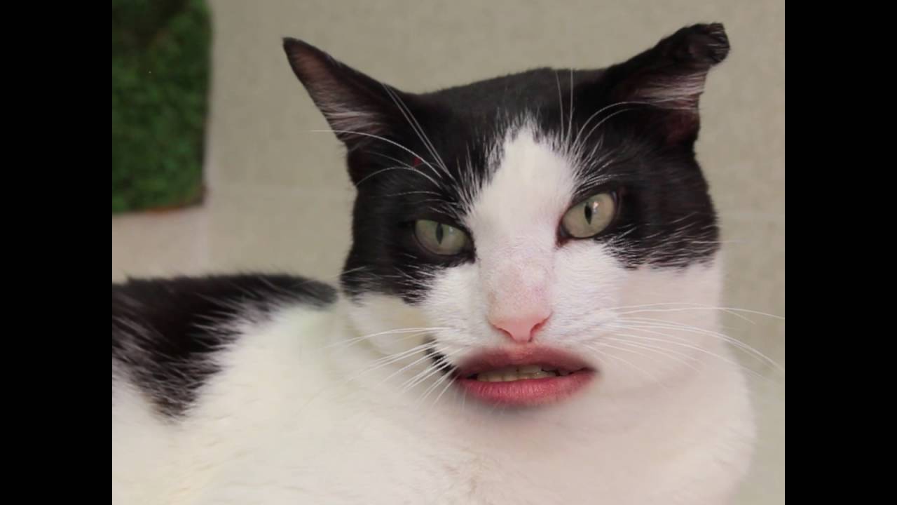 Cats With Human Mouths Rspca Episode 3 Collingwood Youtube