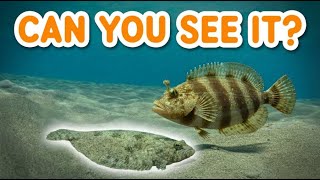 One Eye Migration Turns This Fish Into A Perfect Predator