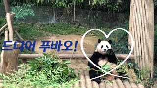 [푸바오만나고왔다 !] 왕크왕귀 바오 가족🐼ㅣ인형같은 푸린세스ㅣ러버지도 출동ㅣ푸바오덕에 10년만에 에버랜드♥️ㅣ바오가족 귀여운것좀 보세요🫢