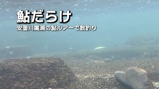 鮎だらけ！安曇川廣瀬の鮎ルアーで数釣り