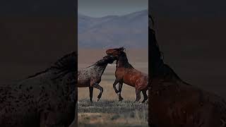 Mustangs for the win?/CREDITS: @gracefuleye.photography #equines #horses #mustang #wildlife #fypシ