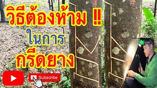 วิธีต้องห้ามในการกรีดยาง สำหรับต้นยางที่ยังสมบูรณ์ดี #กรีดยางพารา #ตัดยาง #youtube #มีดกรีดยาง