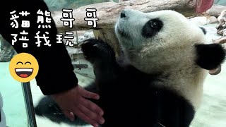 圓寶窗前和戴貓熊帽保全哥哥嗨玩,好開心|Giant Panda Yuan Bao wants to play with the security who wears panda hat|圆宝