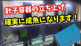 確実な針子管理はこんな感じです！【メダカ】