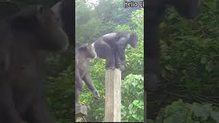 跟隔壁嗆聲😆🤣Taipei zoo#黑猩猩 #chimpanzee  #animals