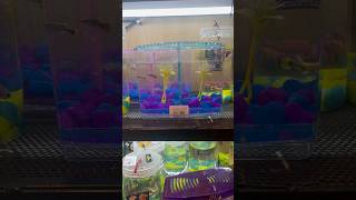 Mini fish tank collection ​at lulu hyper market #fish #beautiful #fishtank #trending #viral #cute