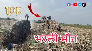 बैलगाडी ऊस वाहतूक 2024-part-4 | Sugarcane transportation by bullock cart | Dhanaraj doifode