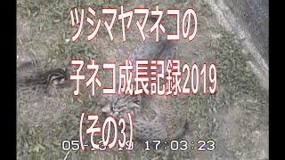 福岡市動物園：ツシマヤマネコの子ネコ成長記録2019（その3）